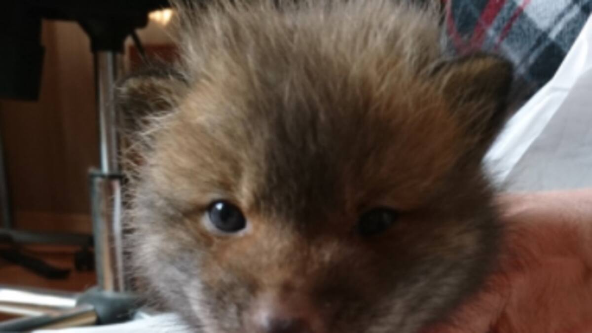 ¿Es un perro o no? El viral que la rompió en las redes sociales