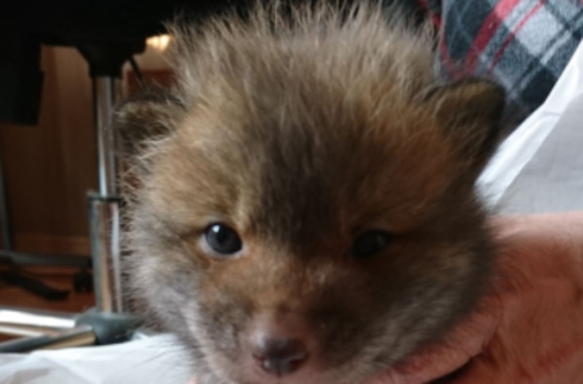 ¿Es un perro o no? El viral que la rompió en las redes sociales