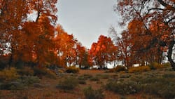 Tiene bosque y puedes acampar: la reserva natural a una hora de Santiago que es perfecta para visitar en otoño