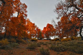 Tiene bosque y puedes acampar: la reserva natural a una hora de Santiago que es perfecta para visitar en otoño