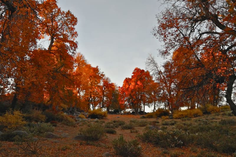 Uno de los panoramas más atractivos para el otoño cerca de Santiago. Foto: Altos de Cantillana.