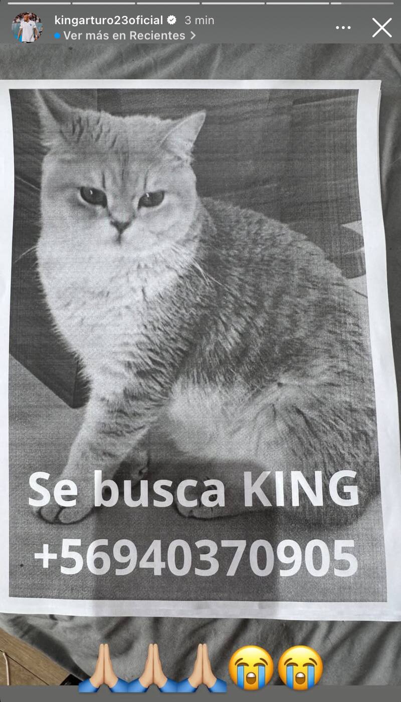 El volante perdió a su gato llamado King.