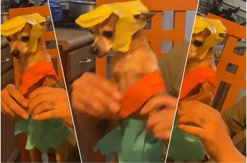 Perrito baila como Medio Metro en TikTok se vuelve viral