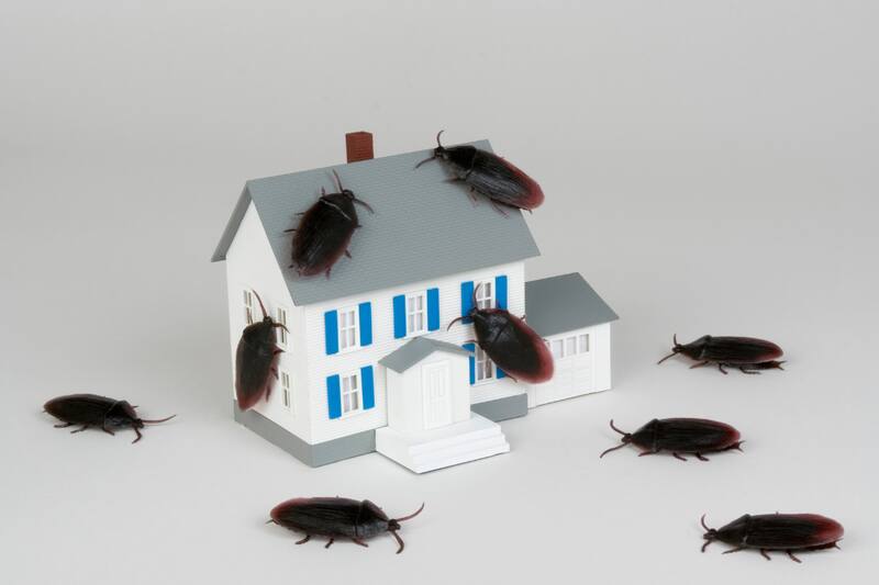 Descubre cuáles son las recomendaciones para eliminarlas de tu casa.