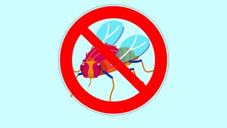 Dile adiós a las moscas con estos trucos caseros