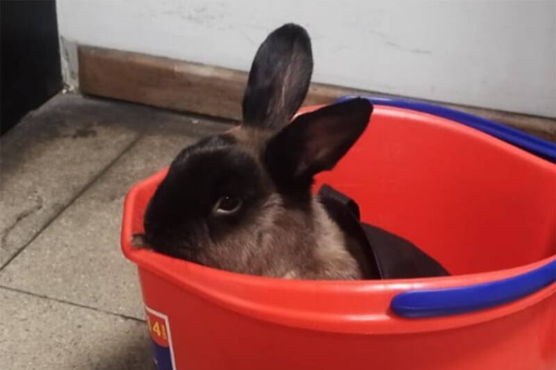 El sistema ferroviario ya ha lanzado otras campañas similares por mascotas perdidas en estaciones.