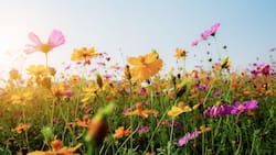 ¿Cuándo comienza la primavera en Chile?