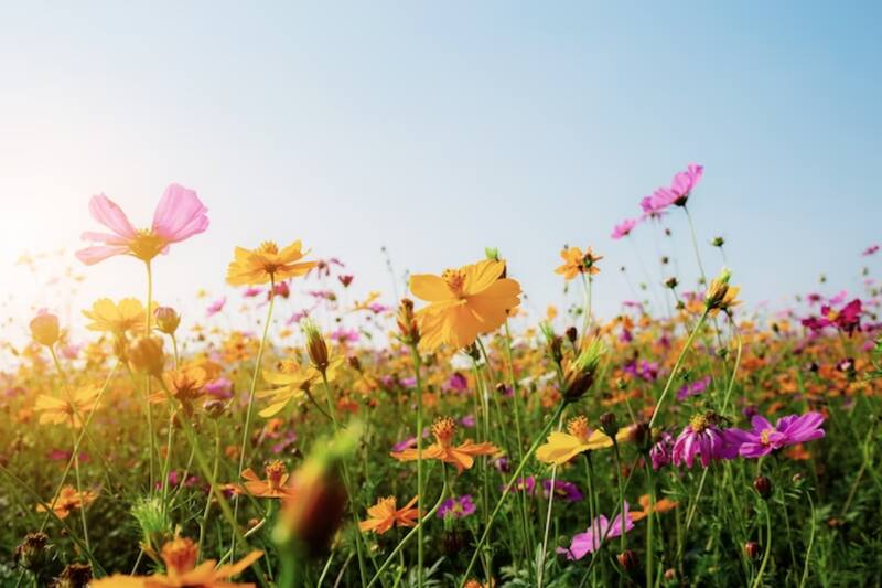 Conoce cuándo es el cambio de estación oficial.