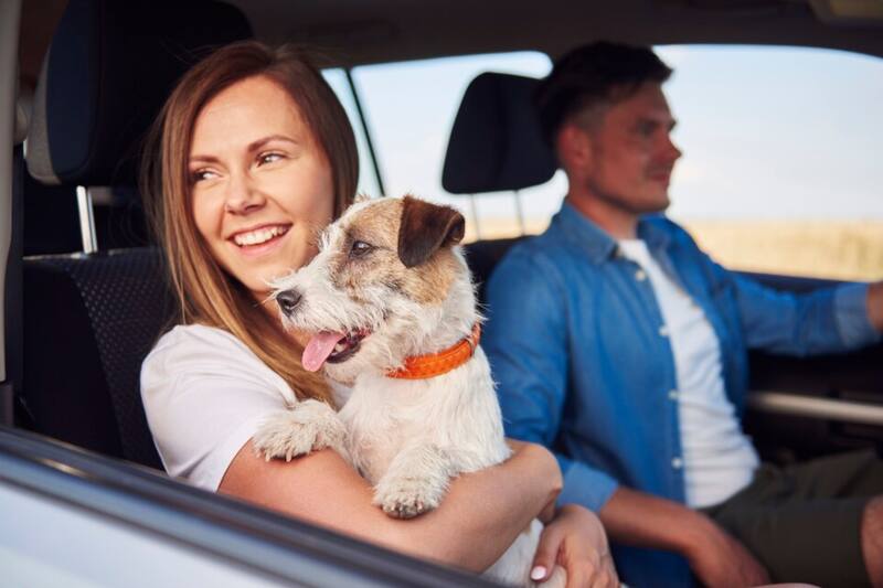 Esta multa busca evitar poner en peligro a tu mejor amigo peludo.