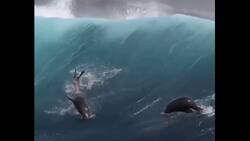 VIDEO | ¡Ellos también quería surfear! Lobos marinos son captados dominando las olas en California