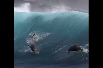 VIDEO | ¡Ellos también quería surfear! Lobos marinos son captados dominando las olas en California