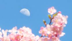 No te pierdas la Luna de las Flores en mayo: revisa cuáles son los mejores días para verla desde Chile