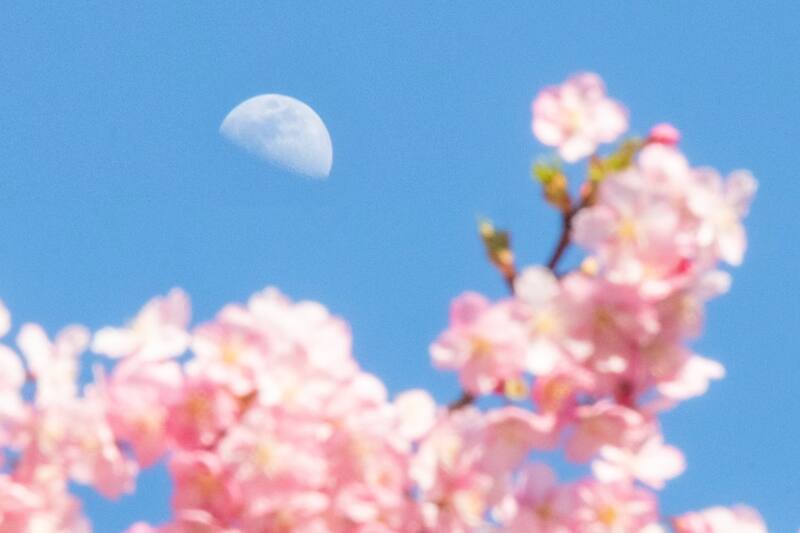 Revisa cuáles serán las fases de nuestro satélite para mayo.