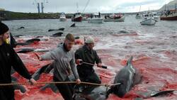 Matanza "récord" de 1.400 delfines genera fuerte controversia en las Islas Faroe