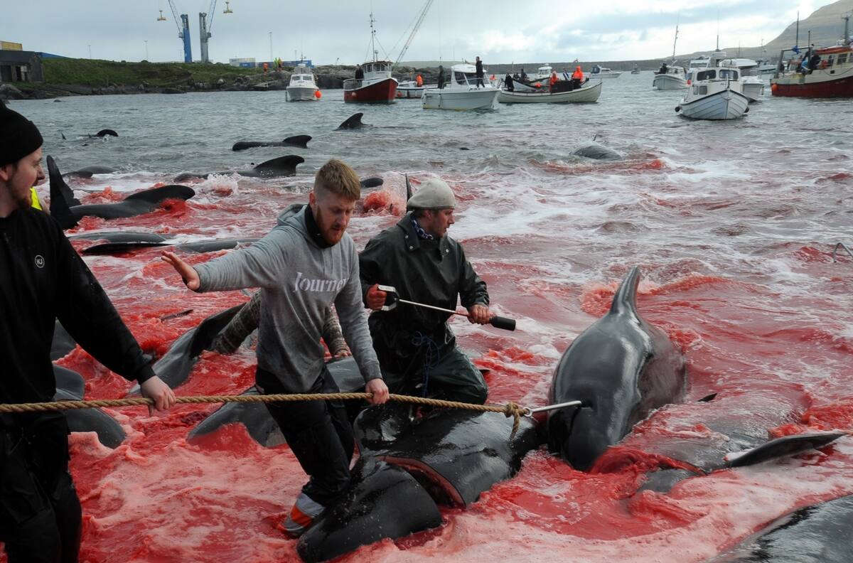 Matanza "récord" de 1.400 delfines genera fuerte controversia en las Islas Faroe