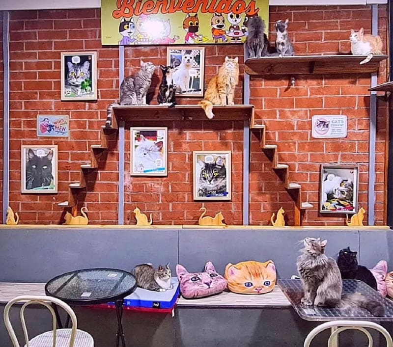 La cafetería tiene 11 gatitos sociables y cariñosos que interactúan con los clientes. Créditos: El Mundo de Dalí Cat Café