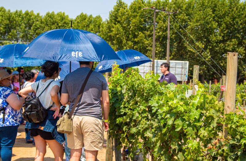 Así son las instalaciones de Viña Balduzzi. Créditos: EFE Trenes de Chile.