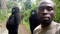 Murió gorila conocida por sus selfies en redes sociales: falleció en los brazos de su cuidador