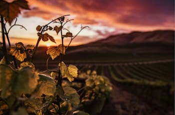 Famoso por su enoturismo, cultura y tradición: Este destino nacional a dos horas de Santiago es ideal para visitar en 2026