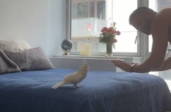 VIDEO | Entusiasta cacatúa baila al ritmo de "Tití me preguntó" de Bad Bunny y se hace viral