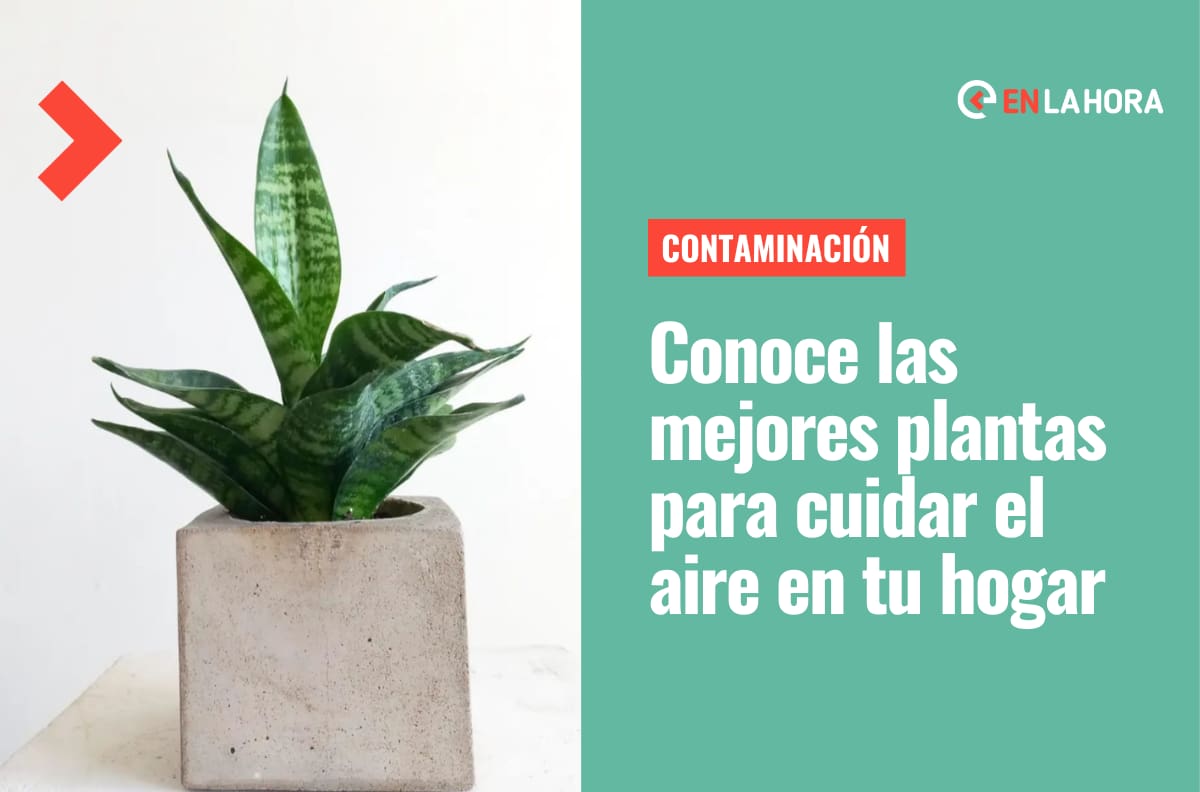 Incendios: Conoce 6 plantas que pueden purificar el aire de tu hogar