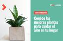 Incendios: Conoce 6 plantas que pueden purificar el aire de tu hogar