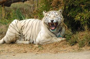 Parque Safari en Rancagua: ¿Qué pasará con el tigre que atacó a trabajadora?