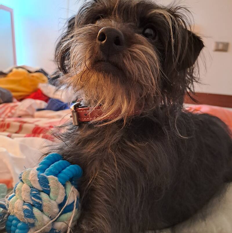 Usualmente, los tira y afloja tienen en la punta una pelota que tu mascota podrá morder.