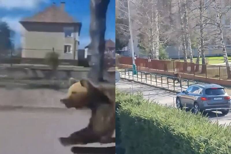 Mira el registro a continuación. Créditos: @ThisIsSlovakia