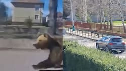 VIDEO | Buscan a un oso pardo suelto: Ya dejó cinco heridos, entre ellos una niña