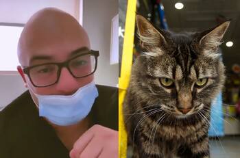 VIDEO | Denuncian a médico de San Bernardo por fomentar el abandono de gatos: Se inició sumario en su contra