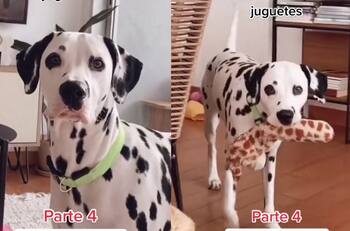 VIDEO | ¡Impresionante! Perro se hace viral por conocer el nombre de sus juguetes