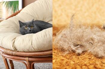 Seis consejos para eliminar los pelos de tus mascotas de alfombras y muebles