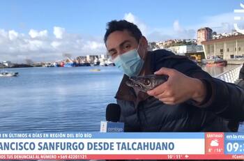 "Contigo en la mañana" se disculpa luego de reclamo de Sernapesca por alimentar a lobo marino en vivo