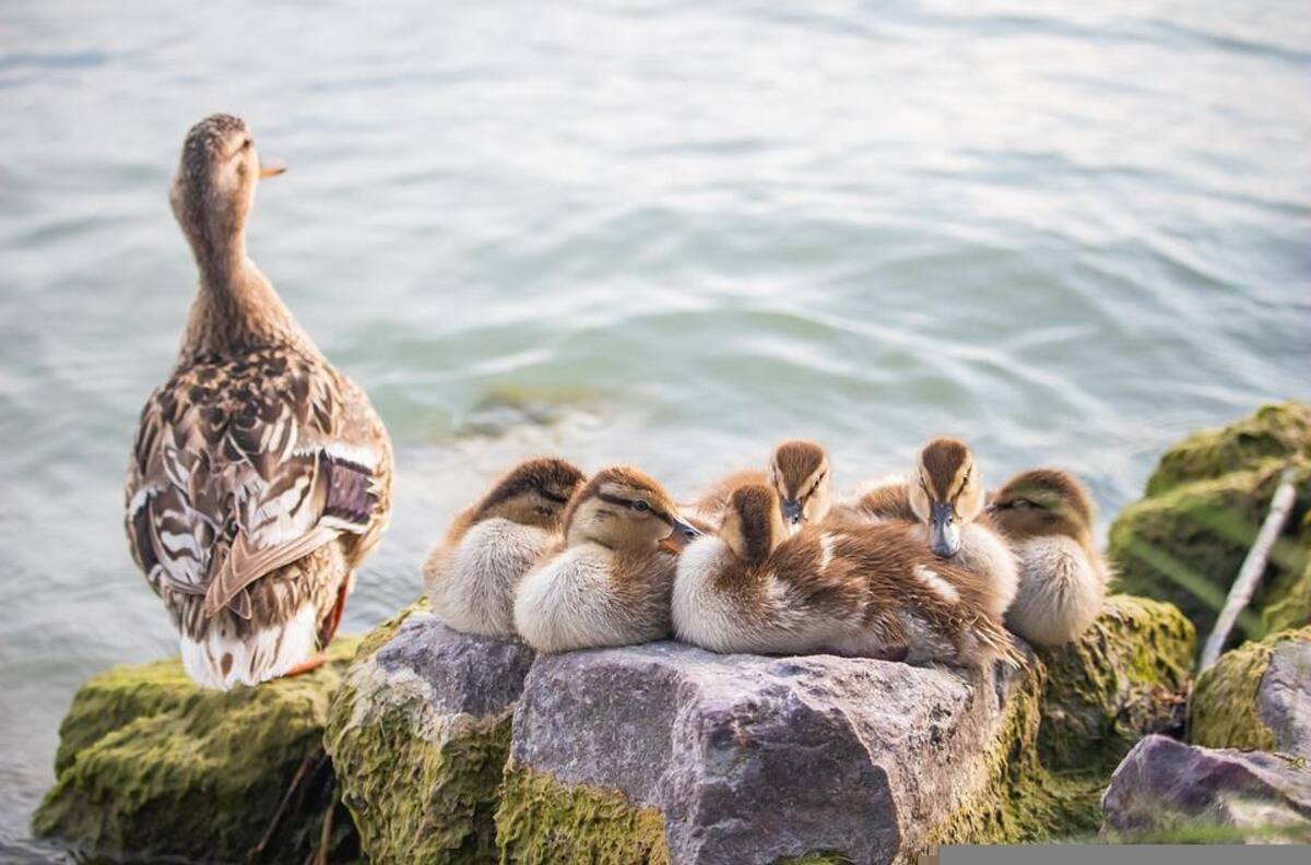 VIDEO | Rescate de patitos en una piscina resulta más complejo de lo que esperaban