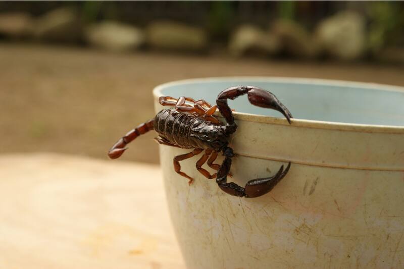 Con este remedio casero los alejarás de tu hogar por mucho tiempo.