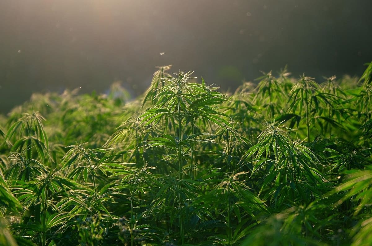 VIDEO | Era más de una tonelada: Quema "controlada" de marihuana afectó a todo un pueblo en Colombia