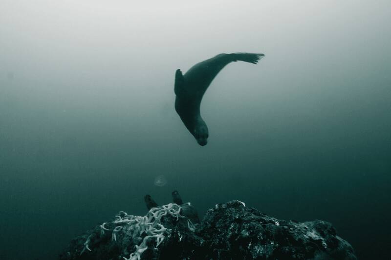 El recorrido presenta además sonido directo capturado en el mar.