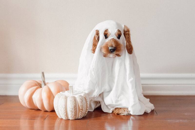 Sigue estos consejos para cuidar a tus peludos en Halloween.