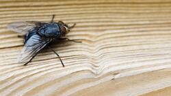 Mezcla infalible para espantar las moscas del hogar: No es tóxica y es fácil de preparar