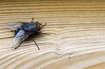 Mezcla infalible para espantar las moscas del hogar: No es tóxica y es fácil de preparar