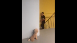 VIDEO | ¿Lo habrá logrado? Perrito bromista trató de asustar a su dueño