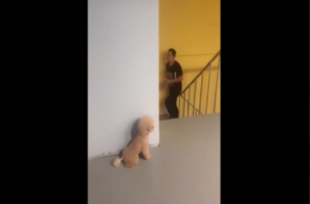 VIDEO | ¿Lo habrá logrado? Perrito bromista trató de asustar a su dueño