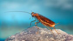 ¿Así o más Grinch del amor?: Zoológico permite que le pongas el nombre de tu ex a una cucaracha en San Valentín