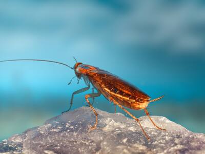 ¿Así o más Grinch del amor?: Zoológico permite que le pongas el nombre de tu ex a una cucaracha en San Valentín