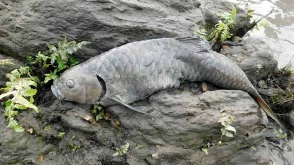 Pánico en India: río se volvió negro, mató a miles de peces y autoridades temen riesgo en humanos