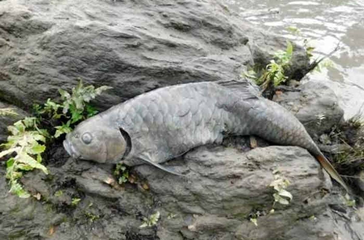 Pánico en India: río se volvió negro, mató a miles de peces y autoridades temen riesgo en humanos