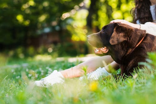 El recinto cuenta con instalaciones especiales, zonas de juego y de entrenamiento para perros, entre otras comodidades pensadas especialmente para ellos.