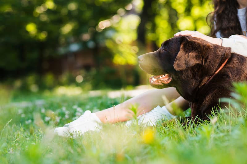 El recinto cuenta con instalaciones especiales, zonas de juego y de entrenamiento para perros, entre otras comodidades pensadas especialmente para ellos.
