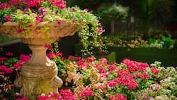 3 consejos domésticos prácticos para el cuidado y protección de tus plantas en primavera